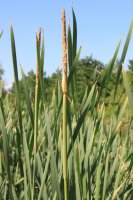 bulrushes-87538_960_720.jpg