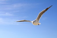 gull-456727_960_720 (1).jpg