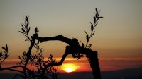 sunset-1615442_960_720.jpg