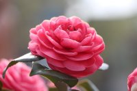 camellia-flower-1318165_960_720.jpg
