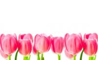 tulipanes.jpg