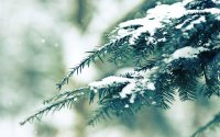 pine-branch-covered-in-snow-background-70774.jpg