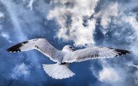 seagul_in_flight__wallpaper_480x300.jpg