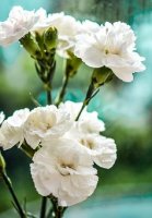 carnation-1426644__340.jpg