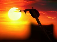 snail-2559213_960_720 (1).jpg