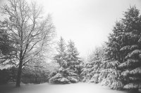 snow-landscape-trees-winter.jpg