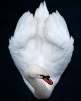 cisne-blanco-puro.png