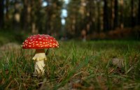 13954-f1329d2e9d96d0a7200f7473b07fff1d.jpg