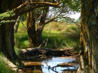 Arroyo en Ribatejada 3.jpg