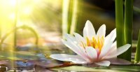 Flor-Loto.jpg