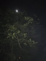 luna tras el arbol.jpg