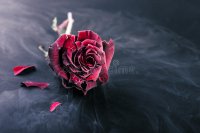 rosa-congelada-del-rojo-62106696.jpg
