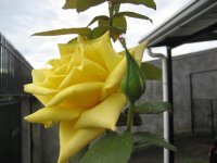 La rosa amarilla en el jardín.jpg