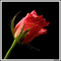 00000000000000000000000000000000000000000000000ROSES-76.jpg