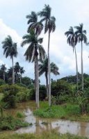 CUBA-PALMAS REALES-2 (2).jpg