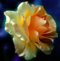 00000000000000000000000000000ROSES-77.jpg