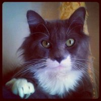 DANTE-MY CAT.jpg