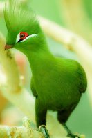 aves exoticas del mundo3.jpg