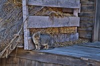 FORT BRAVO ALMERIA GATO.jpg