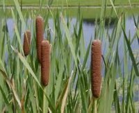 totora.jpg