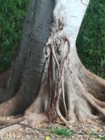 IMG_20190705_202111.jpg el duende del árbol.jpg