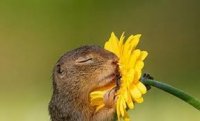 ardilla y flor.jpg