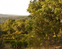 El campo.jpg