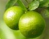 pelotas verdes.jpg