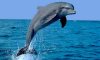 delfin-1.jpg