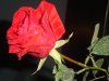 DSC02738.jpg