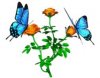 mariposa118.jpg