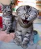 animales-graciosos-6.jpg