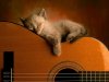 400_1185900630_gatitoguitarra.jpg