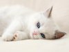 400_1298437737_596677-1024x768-white-cat.jpg