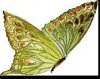 mariposa74.jpg