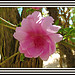 3475272791_3cbb5910c7_sflor bayahibe.jpg