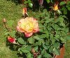 ROSAS-IV_-2011.jpg