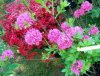Azalea-Knapp-Hill-Homebush.jpg