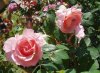 ROSAS-I_-20111.jpg