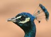 pavo real pico cerrado.jpg