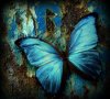 mariposa azul.jpg
