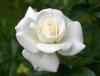 foto-rosa-white.jpg