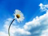 sky-flower.jpg