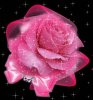rosa20estrellas4ry.jpg