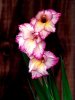 gladtobea_gladiola_by_anthony.jpg