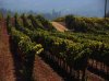 Valle_de_Casablanca_435_2.jpg
