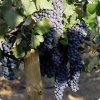 ruta-del-vino-uvas.jpg