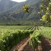 ruta-del-vino-vina-emiliana.jpg
