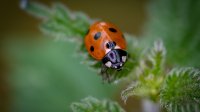 Closeup_Ladybugs_Bokeh_576383_1280x720.jpg
