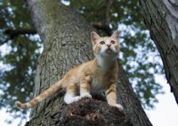 gato aigrado.jpg